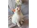 Ragdoll kittens caini pisici 930791 poza 5